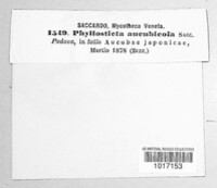 Phyllosticta aucubicola image